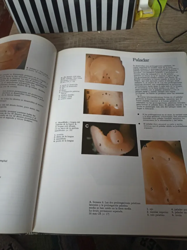 Atlas en Couleurs de la Vie Avant la Naissance ...