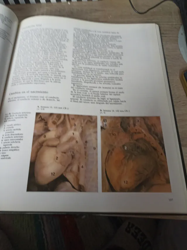 Atlas en Couleurs de la Vie Avant la Naissance ...