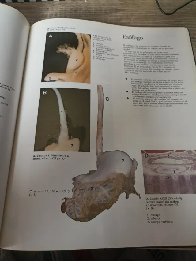 Atlas en Couleurs de la Vie Avant la Naissance ...