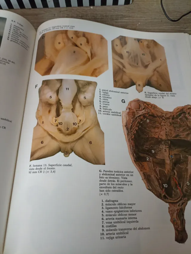 Atlas en Couleurs de la Vie Avant la Naissance ...