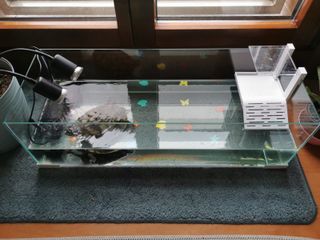 Acuario Tartarium 60 + Lámpara Exoterra