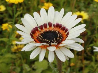 Fiore Venidium bianco centro scuro