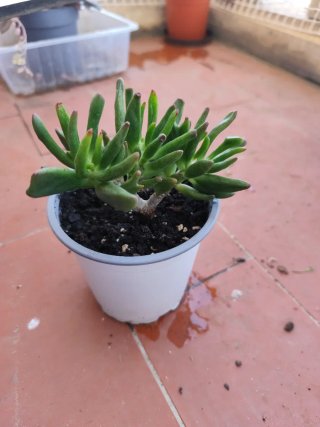 Planta Suculenta Echeveria