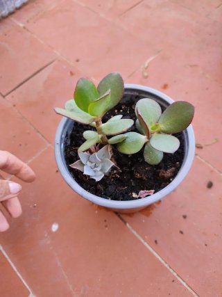 Planta Suculenta Echeveria