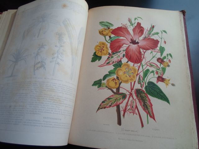 LOTE PER MONICA 40€