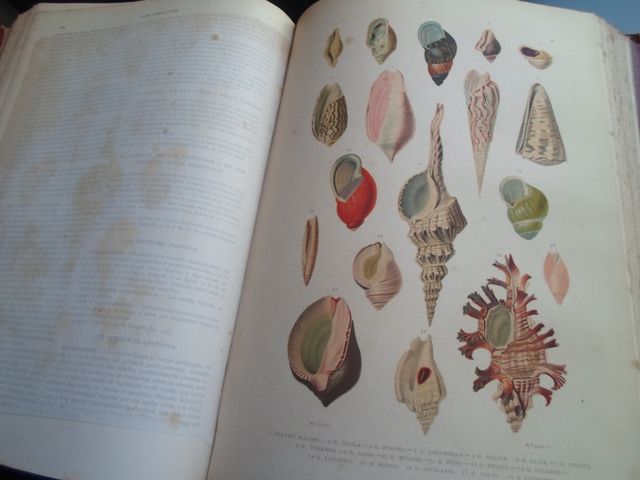 Libro Antico 1875 Storia Naturale Articolato