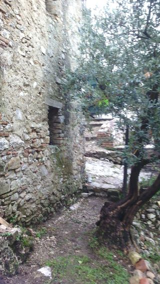 Rustico con ulivi centro paese