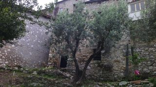 Rustico con ulivi centro paese