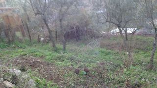 Rustico con ulivi centro paese