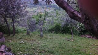 Rustico con ulivi centro paese