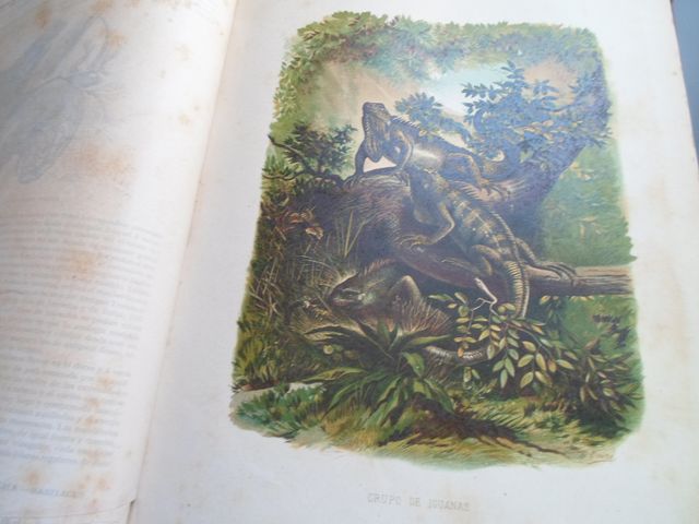 Antiguo 1874: Reptiles y Peces-gran volumen-histo