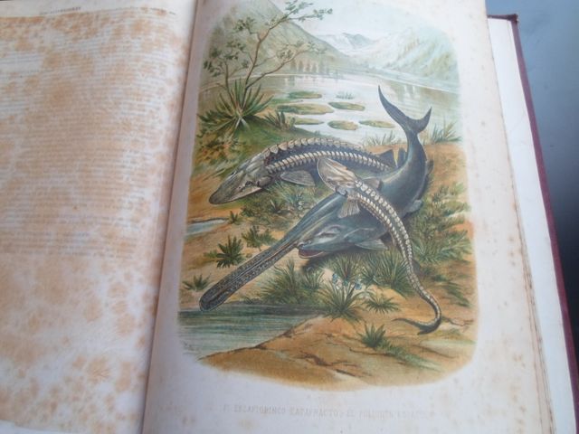 Antiguo 1874: Reptiles y Peces-gran volumen-histo