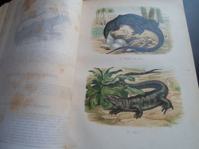 Antiguo 1874: Reptiles y Peces-gran volumen-histo