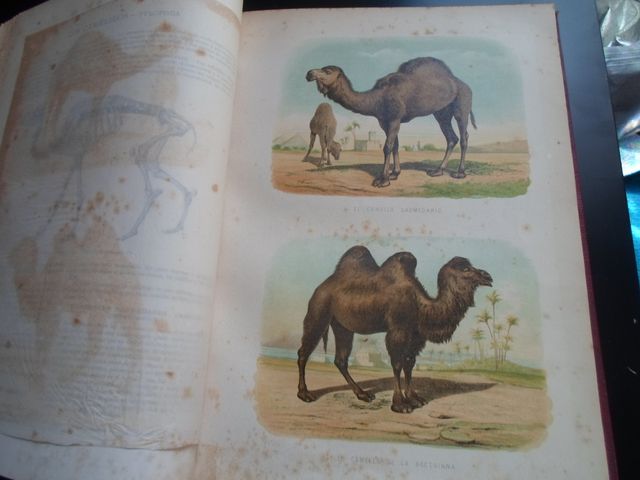 ANTIGUO1873-MAMIFEROS-GRAN VOLUMEN-HISTORIA NATURA