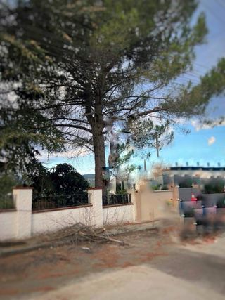 tala de arboles y poda