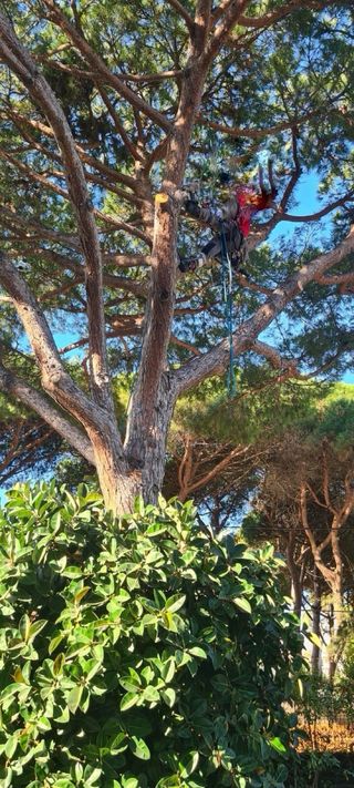 tala de arboles y poda