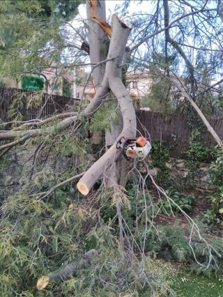 tala de arboles y poda