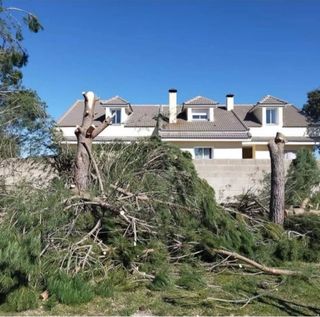 tala de arboles y poda