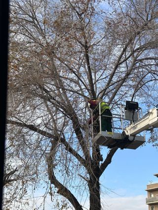 Jardinero. Servicios de tala y poda de arboles