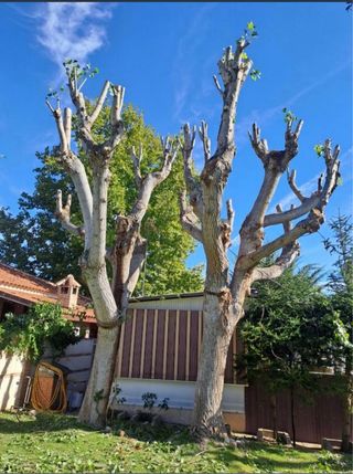 Jardinero. Servicios de tala y poda de arboles