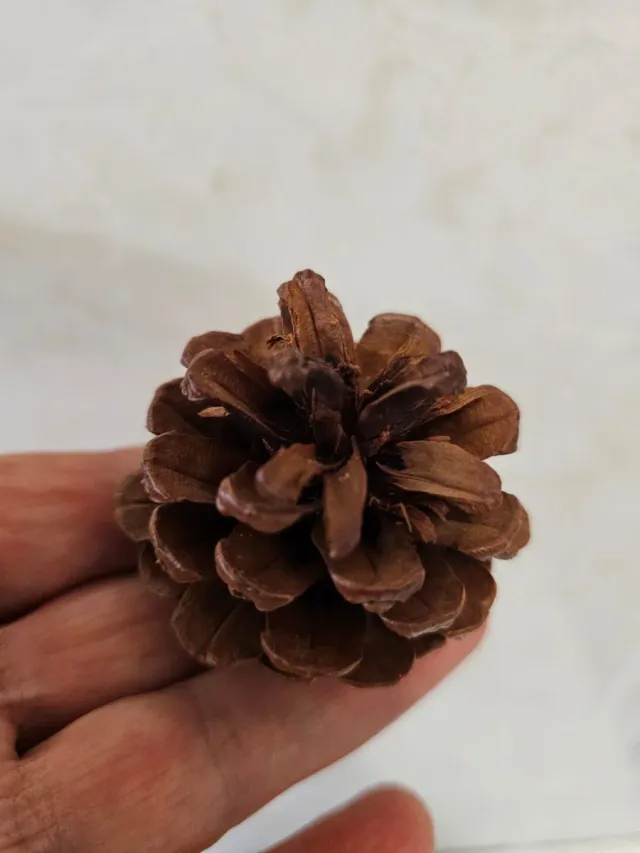 Piñas Naturales Decoración Árbol Navidad