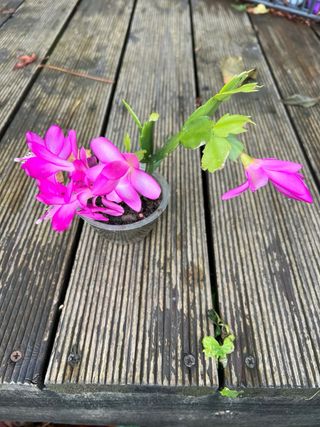 Cactus de invierno con flores rosas