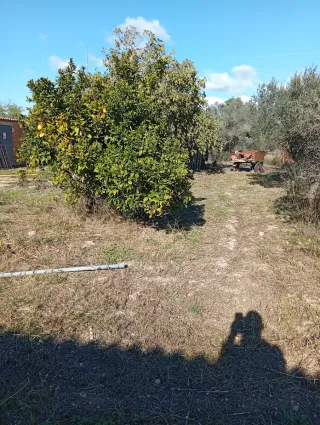 Parcela para cultivo en alquiler