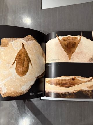 Ordovician Trilobites of the St. Petersburg region