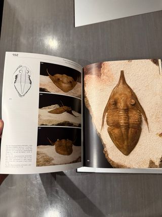 Ordovician Trilobites of the St. Petersburg region