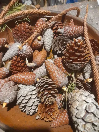 Decorazioni natalizie pigne