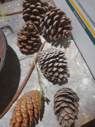 Decorazioni natalizie pigne
