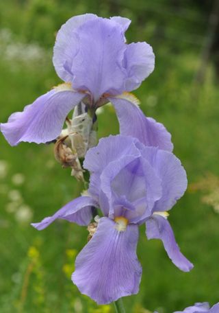 20 rizomi Iris Pallida