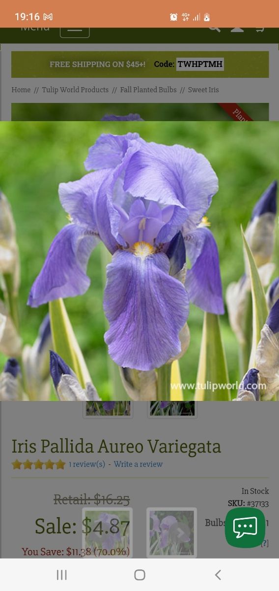 20 rizomi Iris Pallida