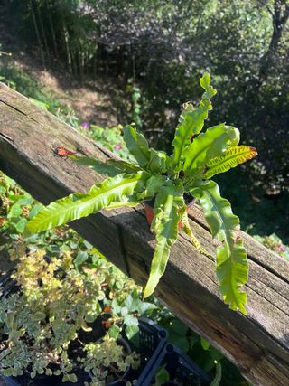 Planta Lengua de Ciervo