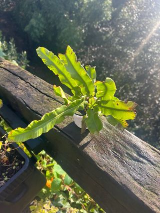 Planta Lengua de Ciervo