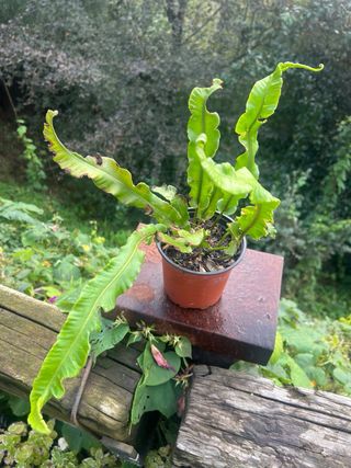 Planta Lengua de Ciervo