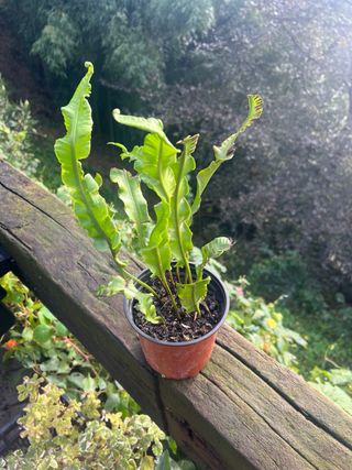 Planta Lengua de Ciervo