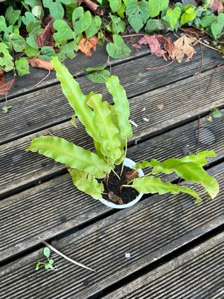 Planta Lengua de Ciervo