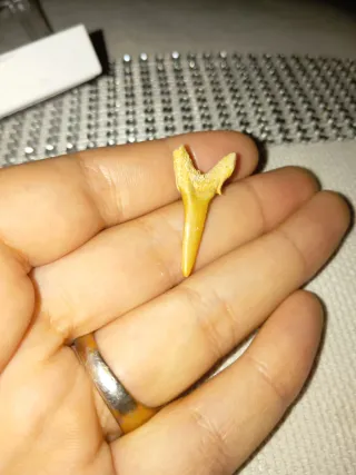 Diente de tiburón en caja