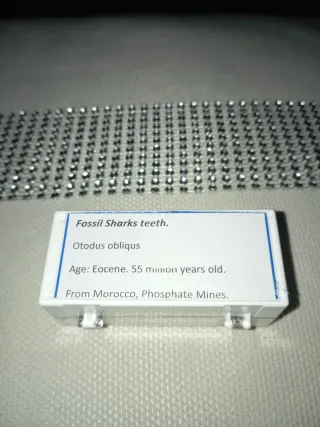 Diente de tiburón en caja