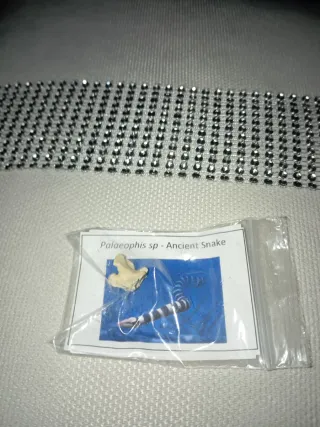 Restos fósiles de serpiente antigua Palaeophis