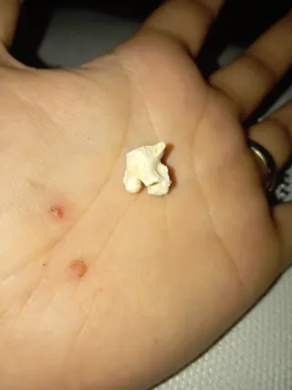 Restos fósiles de serpiente antigua Palaeophis