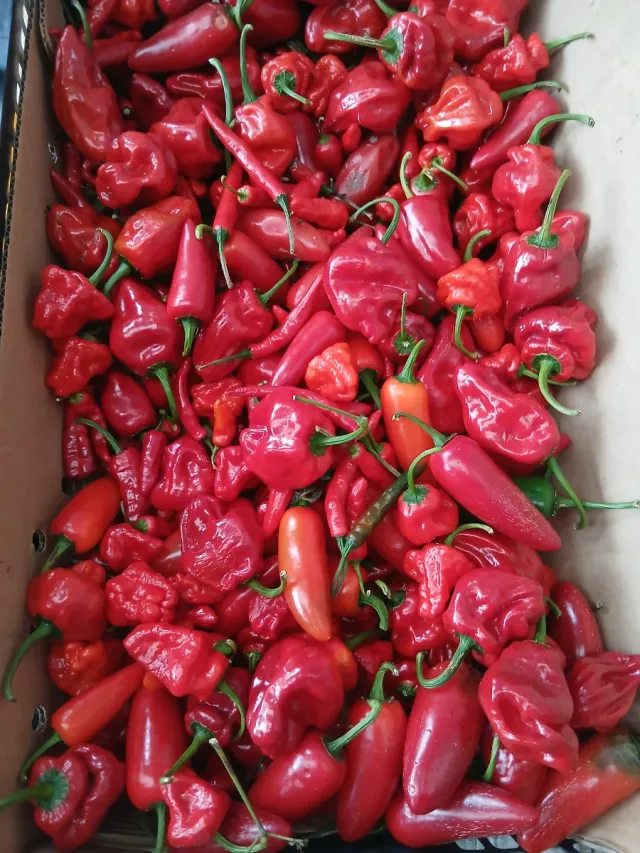 Picante Natural o semillas o plantas por encargo