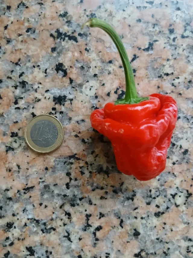 Picante Natural o semillas o plantas por encargo