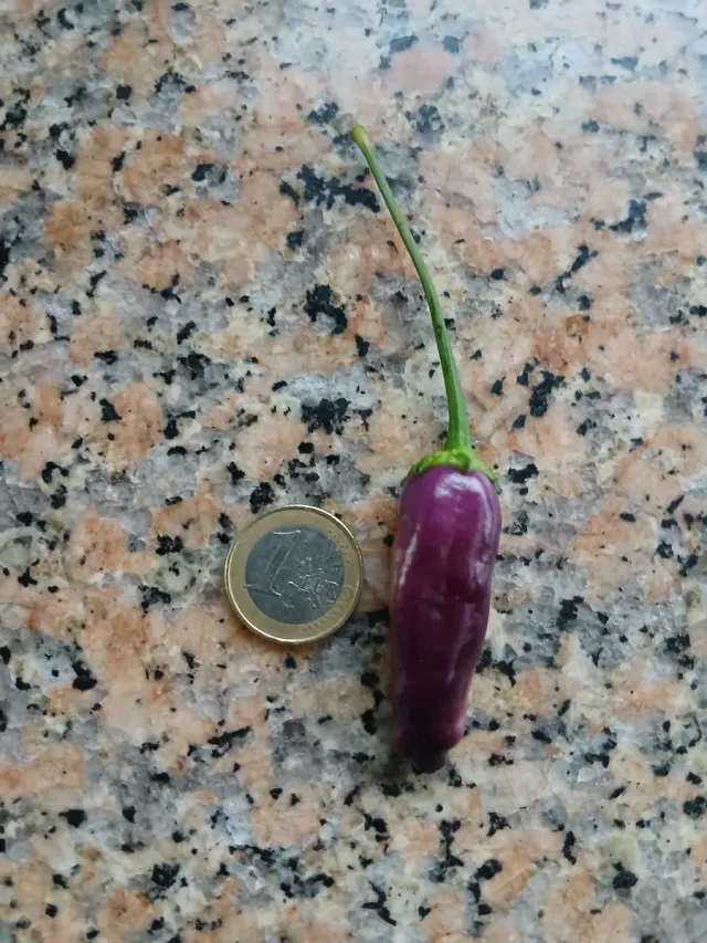 Picante Natural o semillas o plantas por encargo