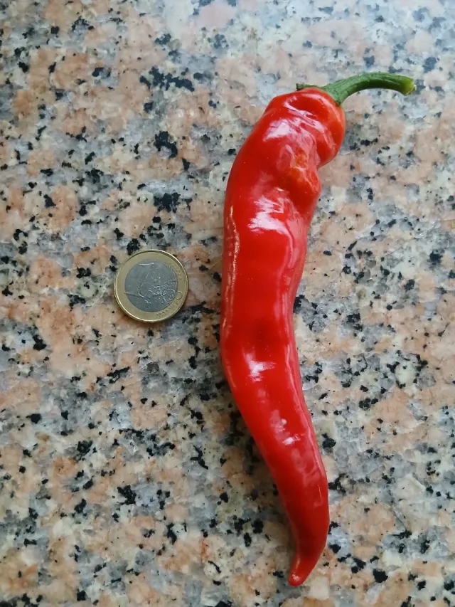 Picante Natural o semillas o plantas por encargo