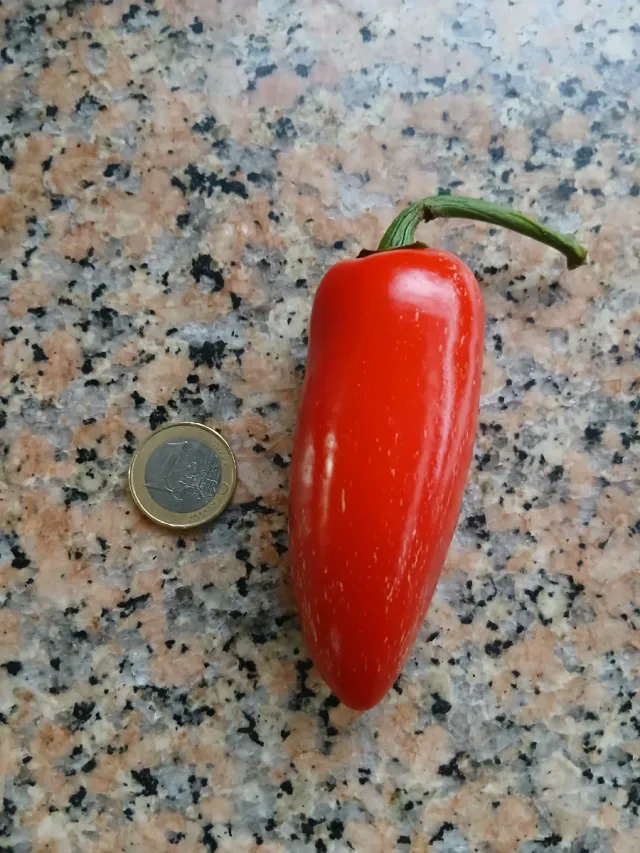 Picante Natural o semillas o plantas por encargo