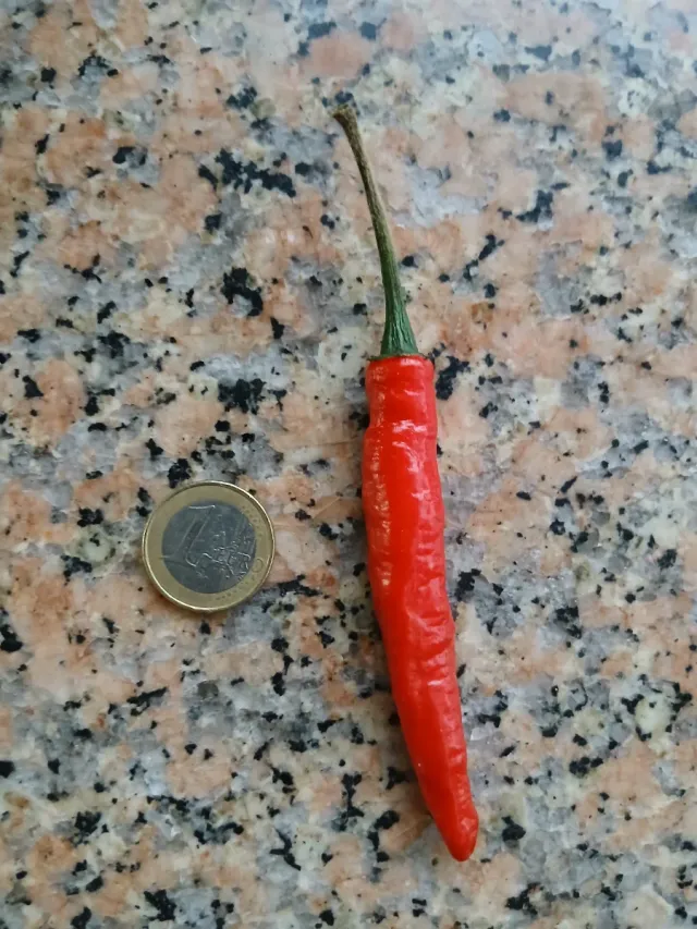 Picante Natural o semillas o plantas por encargo