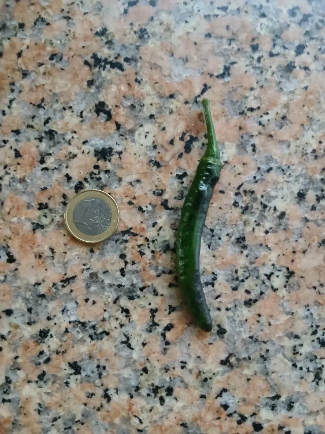 Picante Natural o semillas o plantas por encargo