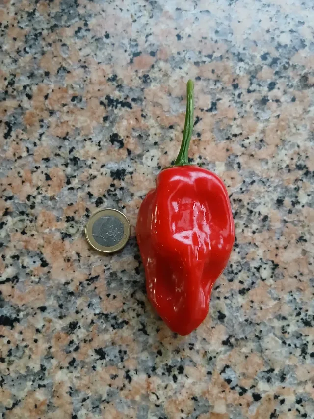 Picante Natural o semillas o plantas por encargo